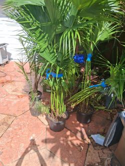 Chinese Fan Palm, scientifically known as Livistona chinensis. It is also commonly referred to as the Fountain Palm due to the graceful way its fan-sh