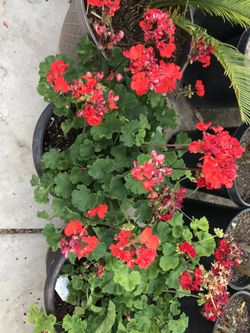 Geraniums