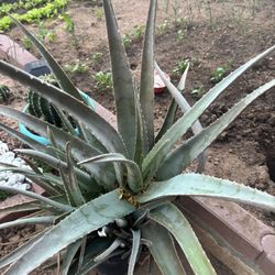 Aloe Vera 
