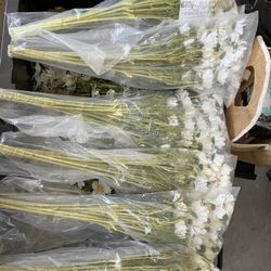 Plastic Daisies