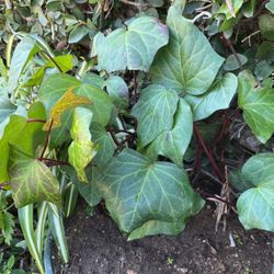 Ivy Plants In Pot Decorative Green Plant