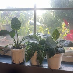 House Plants Plantas 