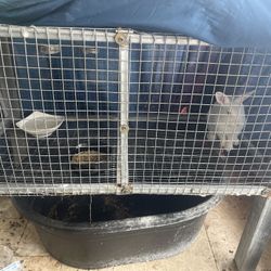 Jaula de conejo