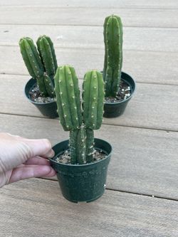 San Pedro Cactus, live Plant in a 4” nursery pot. ✔️ profile for more 🪴