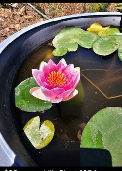 Water Lilly Plant $25 for each pot, 5 gallons bucket $40 for each has flowers
