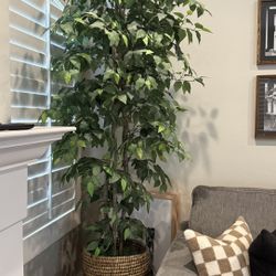 8ft Faux Ficus Tree 