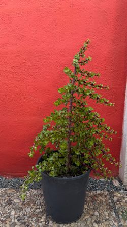 Succulent