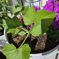 Squash PLANTS * perfect for your Winter Garden