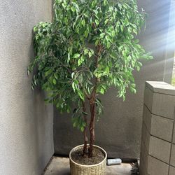 Tall Fake Tree/Plant