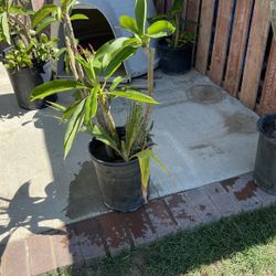 Plumeria