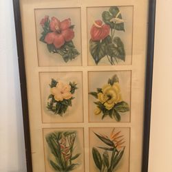 Vintage Floral Picture, Hibiscus 