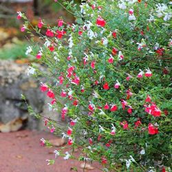 Salvia HOPT LIPS perennial Plants