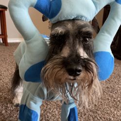 BLUES CLUES PET COSTUME 