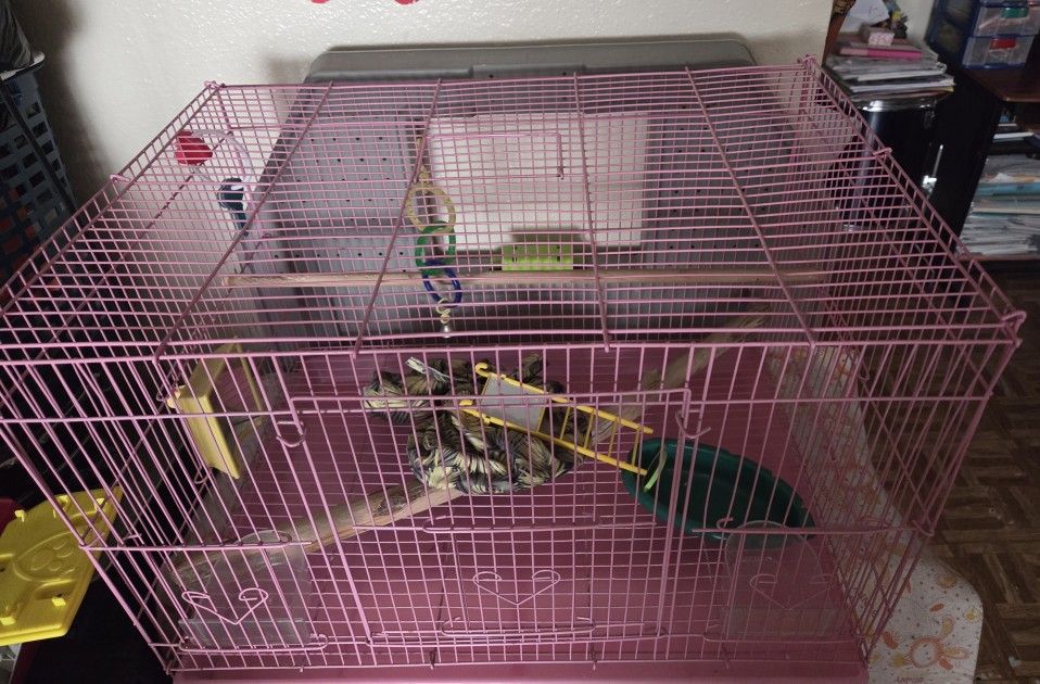 Bird 🐦 Cage