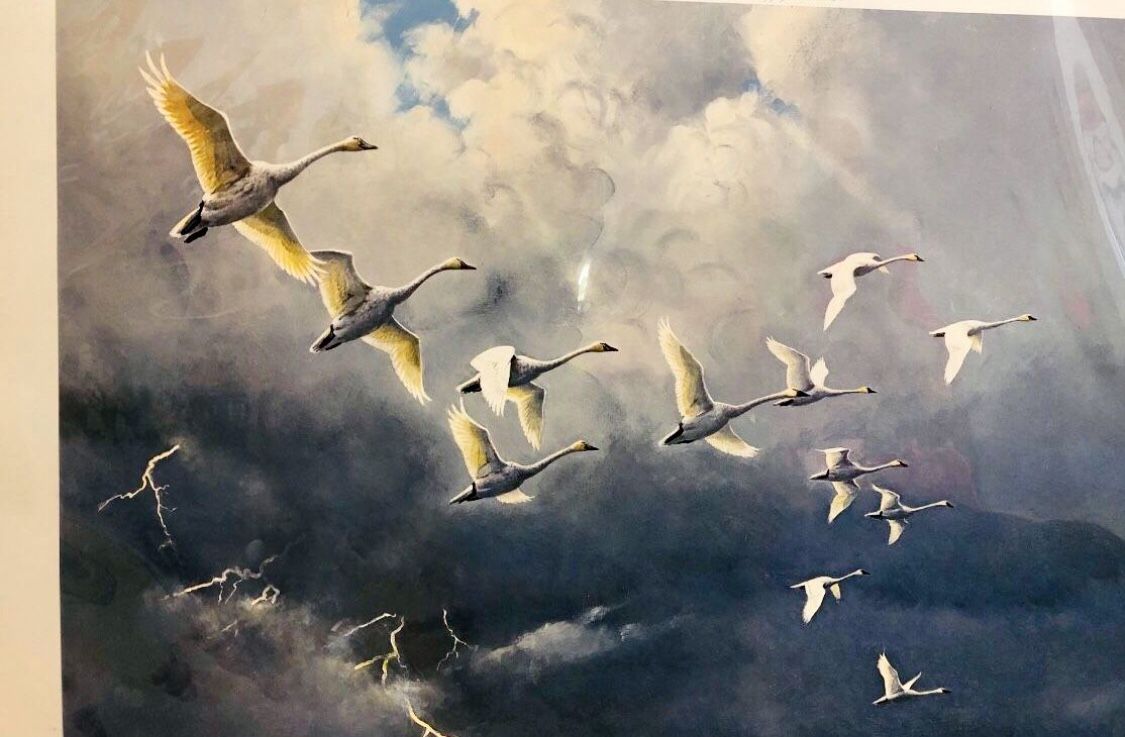 Owen G Gromme signed limited edition lithograph art Whistling Swans - Beyond the Tempest