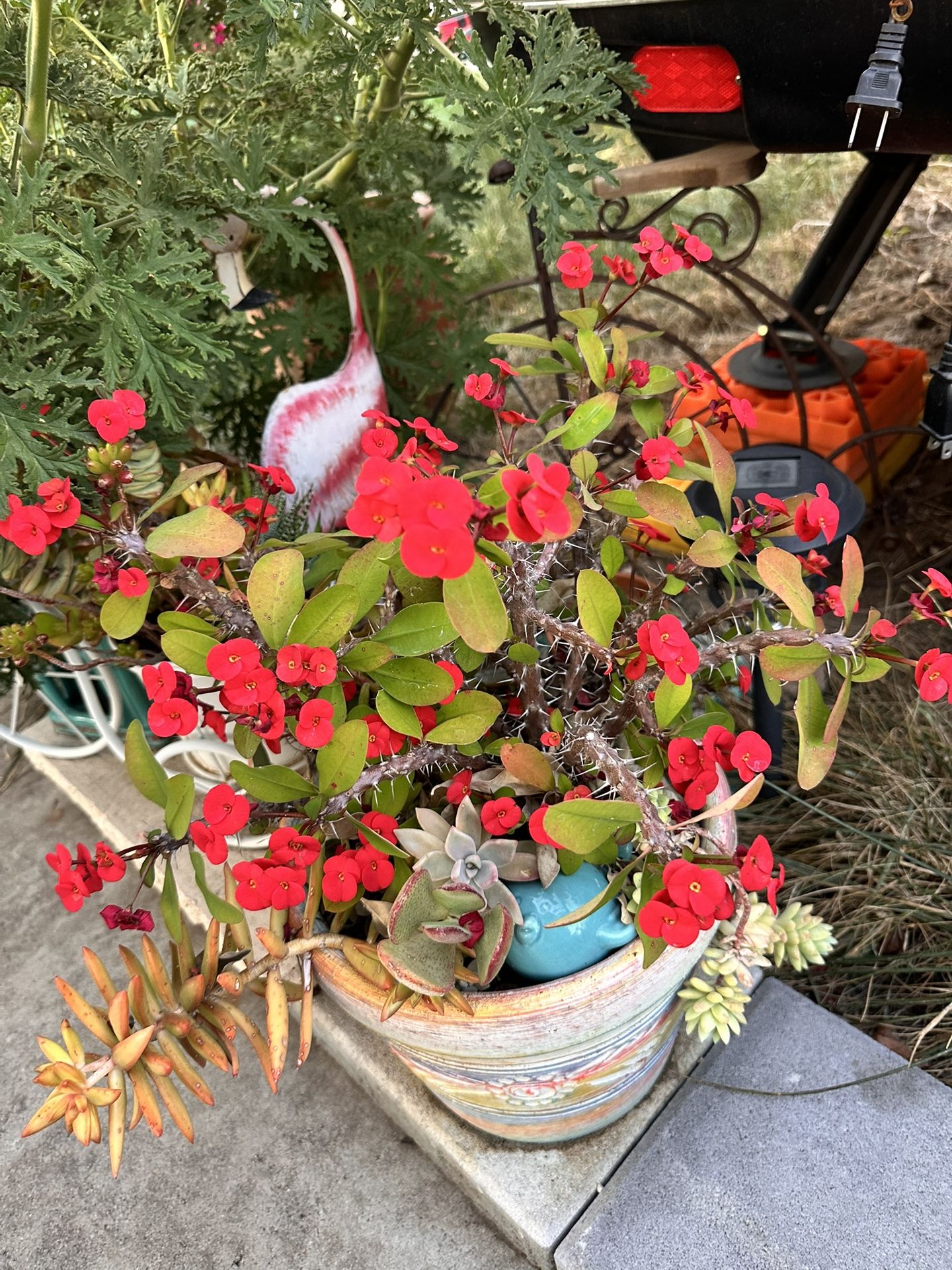 Beautiful Potted Colorful Crown of Thorns