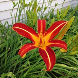 Daylily Plants / Daylilies - Autumn Red (garden plant)