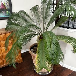 Extra Large Potted Sago Palm 