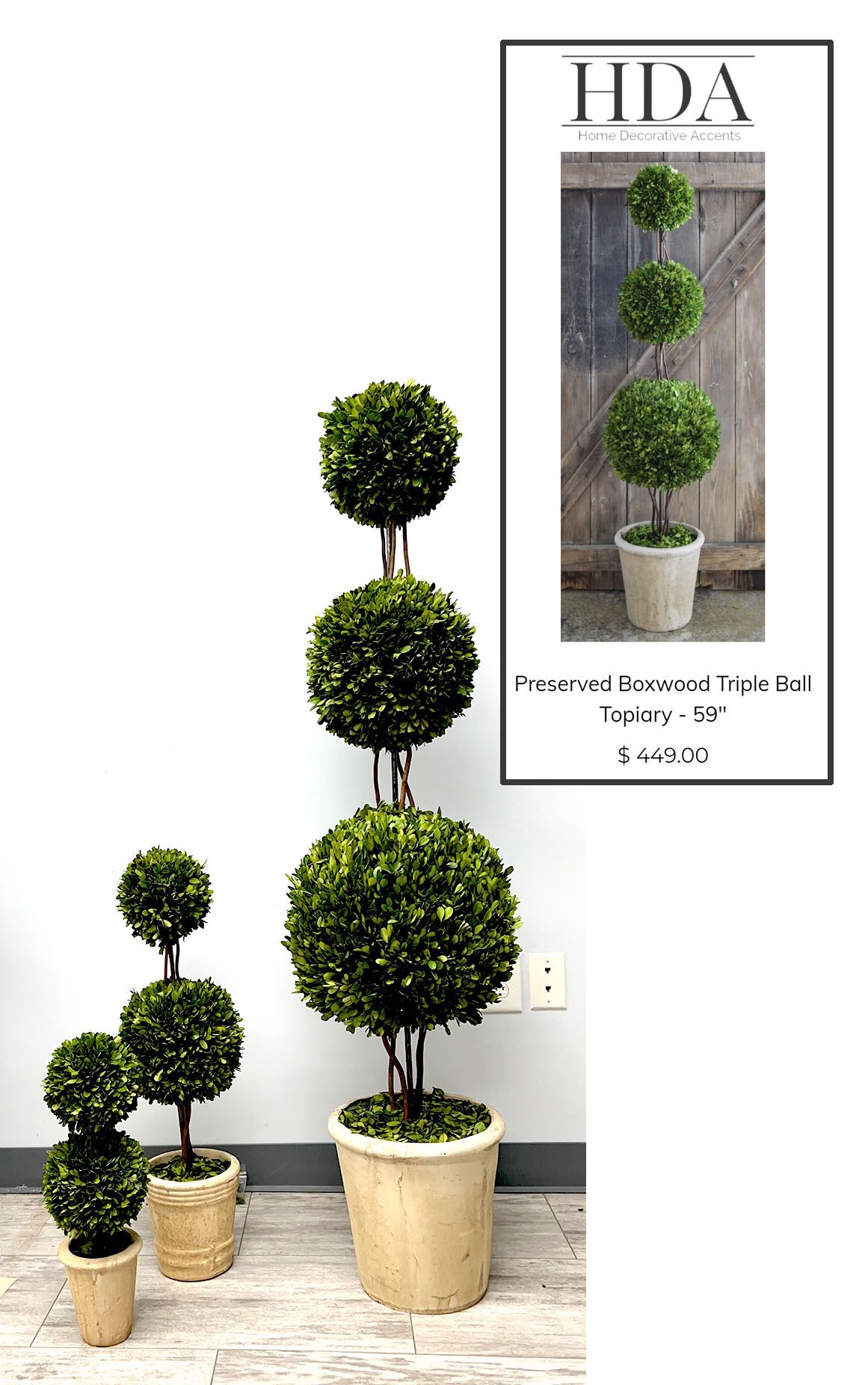 Preserved Boxwood Topiary Trees 