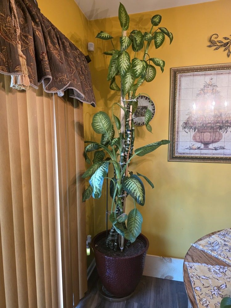 Plant