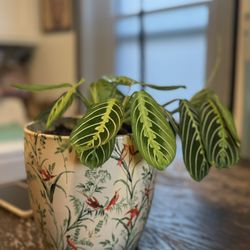 Plant For Sale 