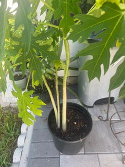 Tree  sweet organic papaya tree!