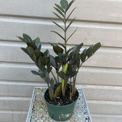 6” Tall Raven Zz Plant 