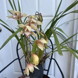 Blooming Old Variety Cymbidium Orchid Plant 2 Spikes 