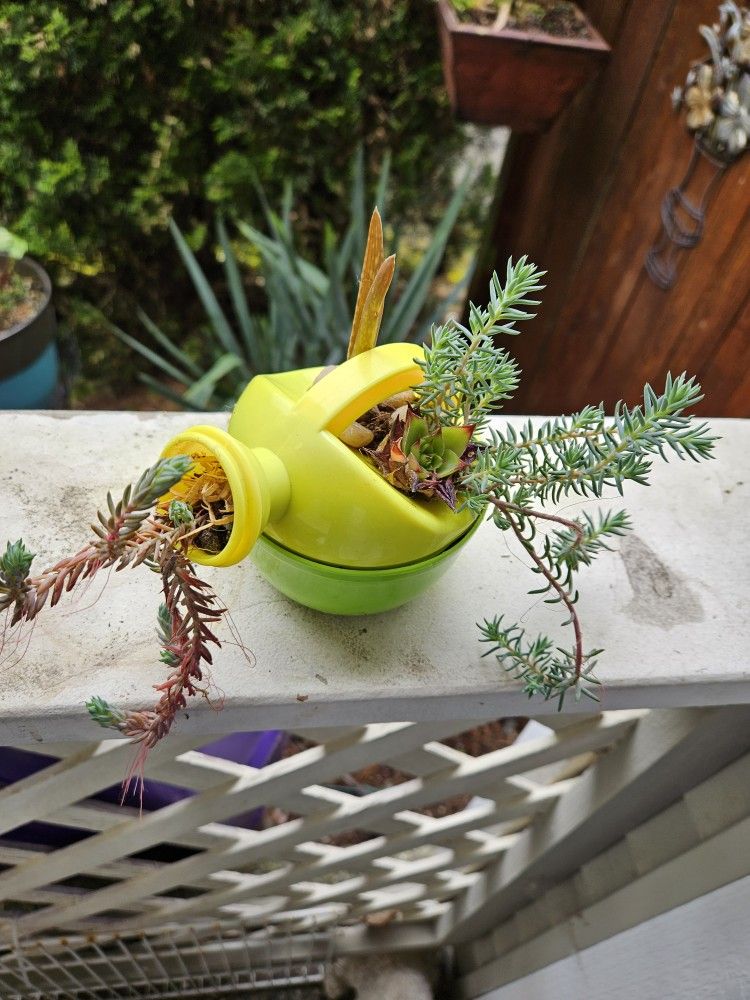 Garden Decoration Whis Plant Succulent In Cute Pot