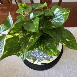 🌿 Golden Pothos Vine🌿