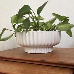 White Ceramic Plant Pot