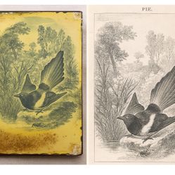 Antique Tin Lithograph Wall Art – Magpie Bird – 1853 Le Maout Illustration – Rustic Vintage Metal Nature Decor