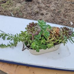 Tropical potted plants