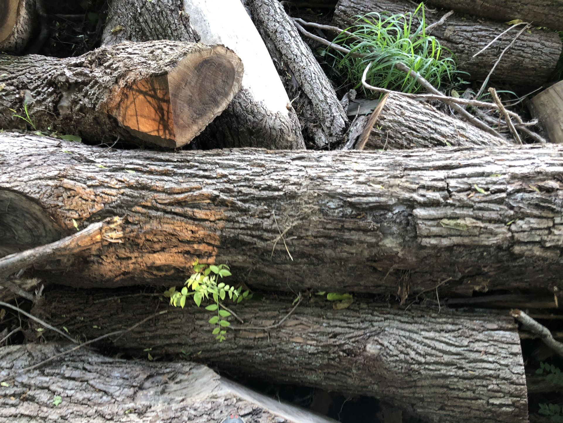 Black Walnut logs And slabs 