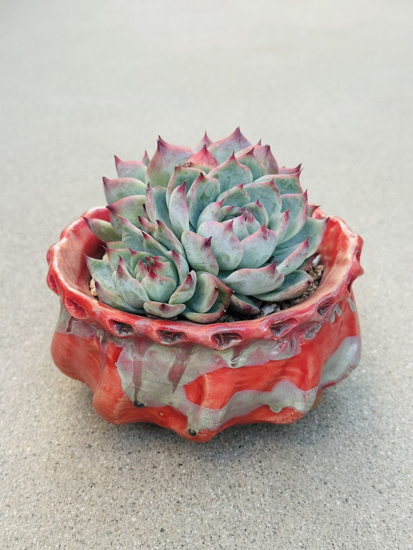 Succulents (Echeveria White Storm )