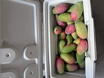 Valencia Pride Mangoes