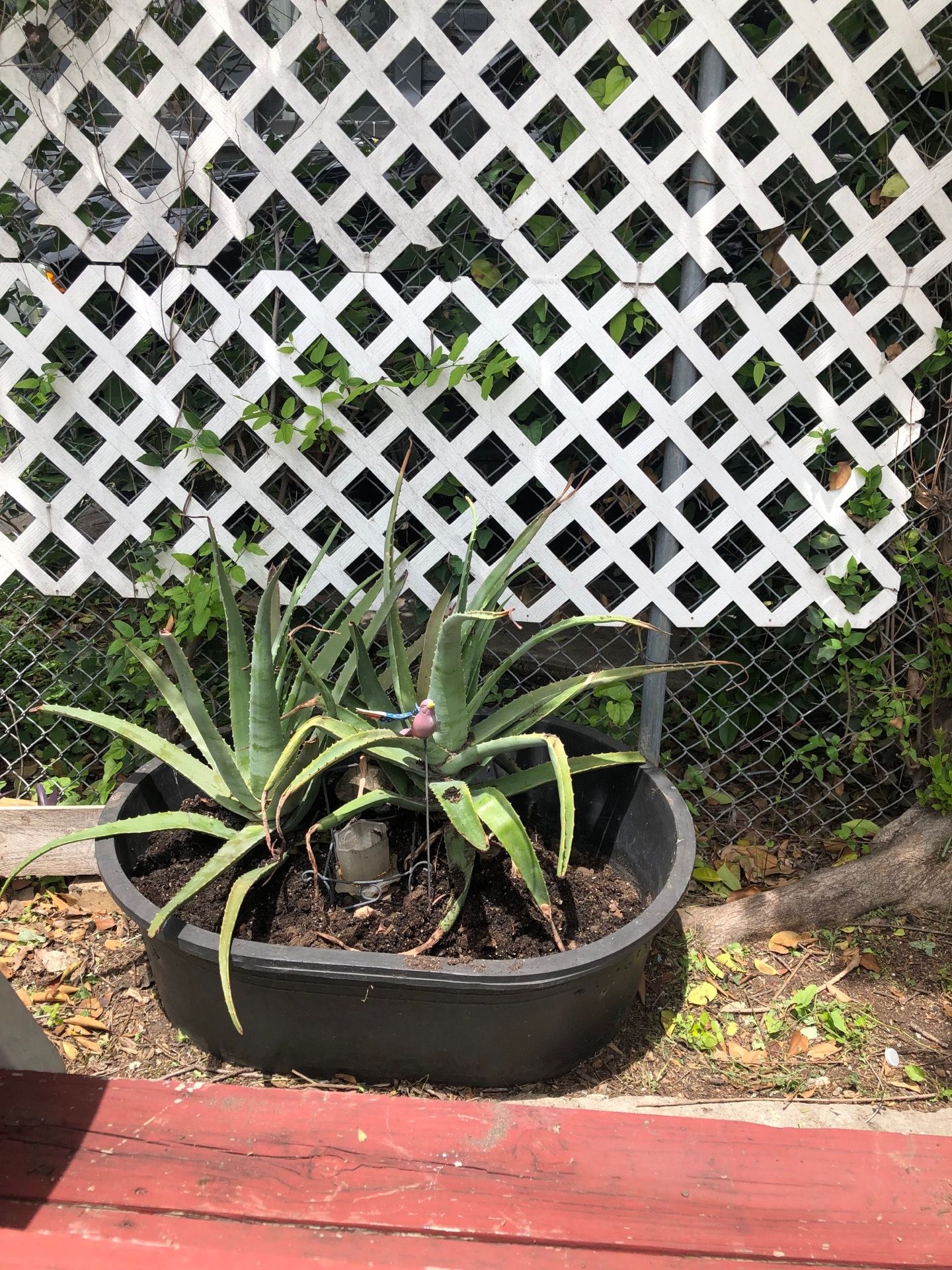 Aloe Vera plants