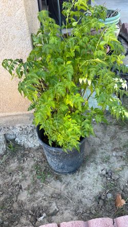 Lila tree