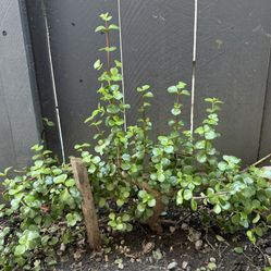 Plant