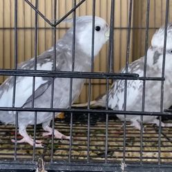 Lost Bird