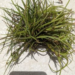 Large Clump Of Air Plants Healthy