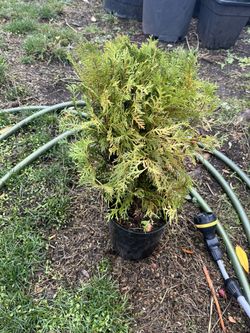 Globe Arborvitae 