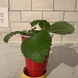 Rooted Oregano Brujo Cuttings