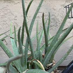 4 Aloe Plants