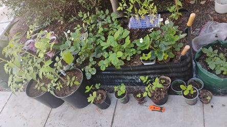 🍅🍉🍓🌿 PLANTS!!🌿🍓🍉🍅