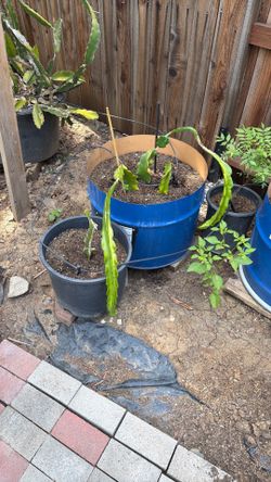 Red dragon fruit plant on barrel