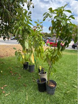 Avocado tree