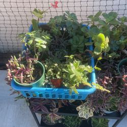 Succulent Plants For Sale