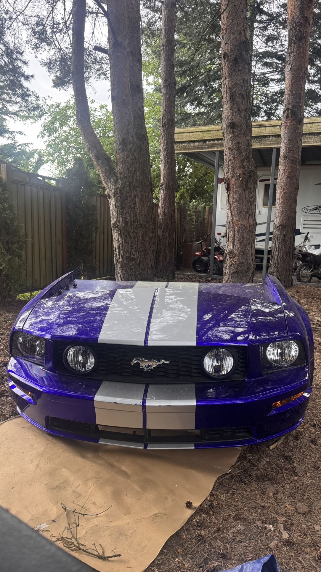 Mustang Shelby