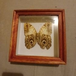 Specimen Produced In Captivity